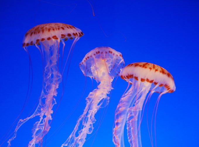 Wallpaper Nettle, 4k, 5k wallpaper, Jellyfish, medusa, Pacific Sea, blue, water, diving, tourism, Colorful, sealife, underwater, World&4271516982